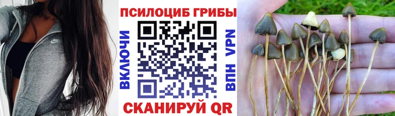 Псилоцибиновые грибы ЛСД  Купить закладки  Каргат 